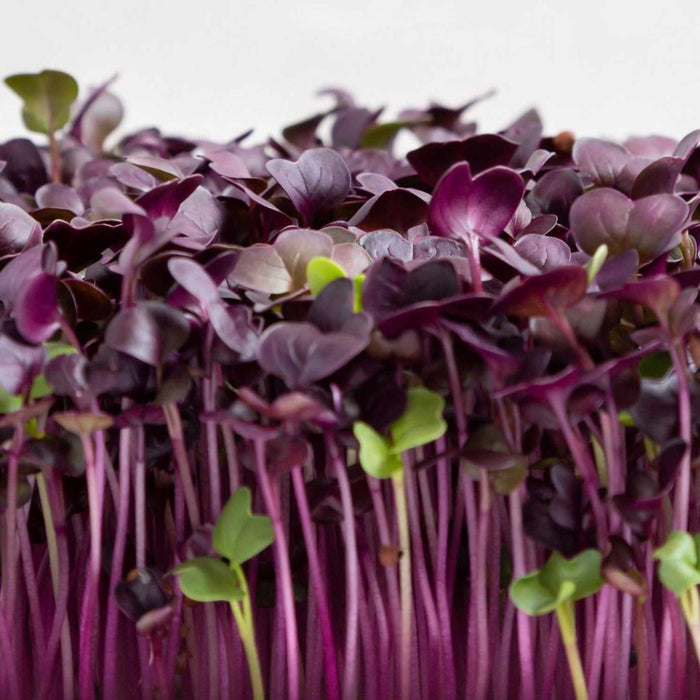 Rambo Radish Microgreens – 8 oz | Bold Flavor & Vibrant Color