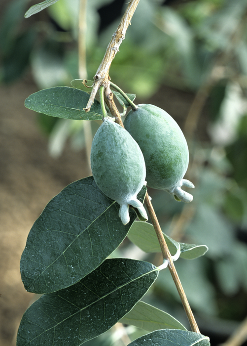 Pineapple Guava (Feijoa sellowiana)