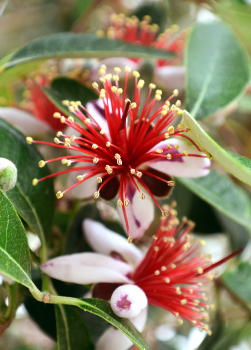 Pineapple Guava (Feijoa sellowiana)