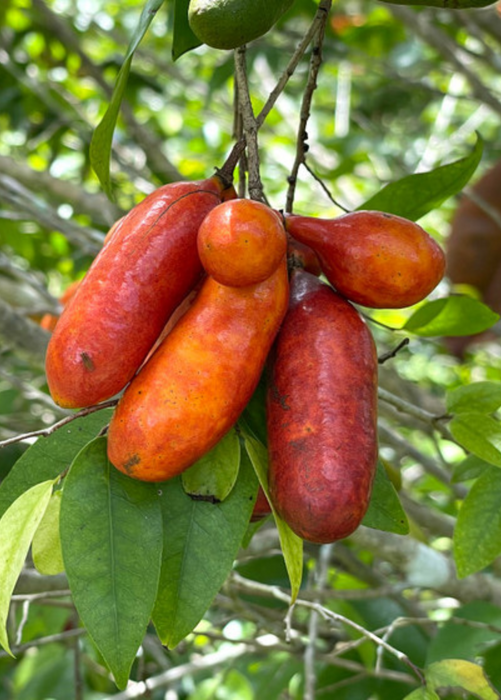 Fingersop (Meiogyne cylindrocarpa)