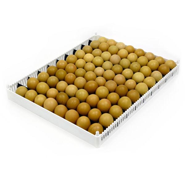 Egg Setter Tray (Flexy80ST)