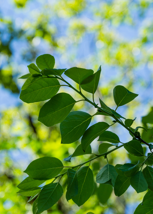 Persimmon Seedling 'Florida Native' (Diospyros virginiana)