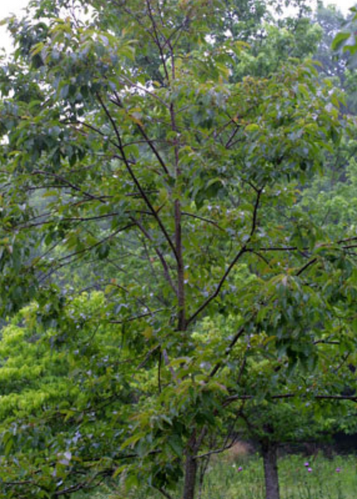Persimmon Seedling 'Florida Native' (Diospyros virginiana)