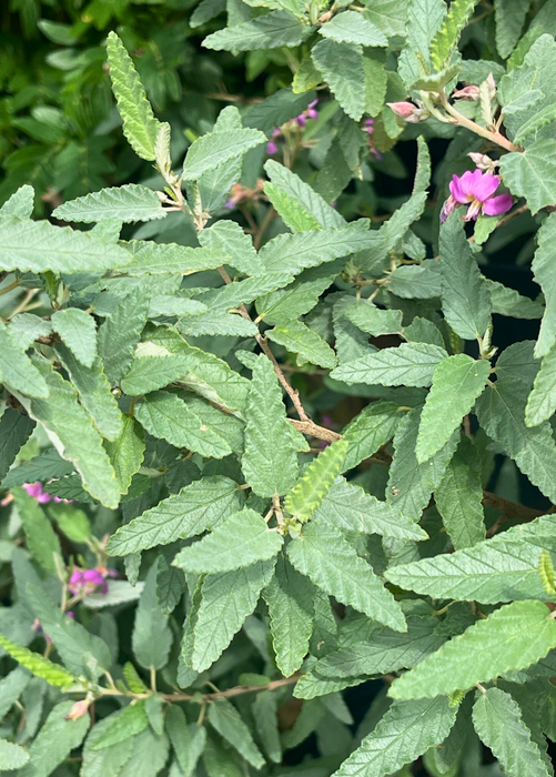 Florida Native Tea Bush (Melochia tomentosa)