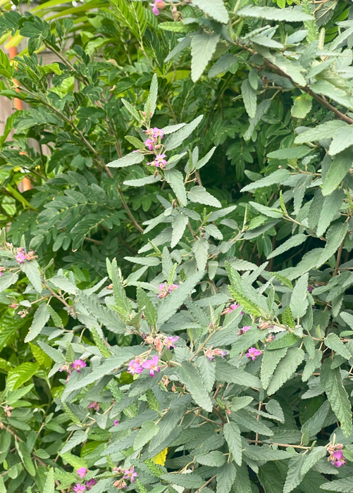Florida Native Tea Bush (Melochia tomentosa)