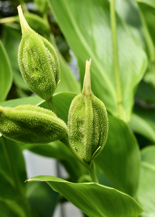 Golden Canna (Canna flaccida)