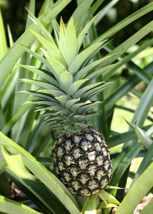 Pineapple 'White Jade' (Ananas comosus)