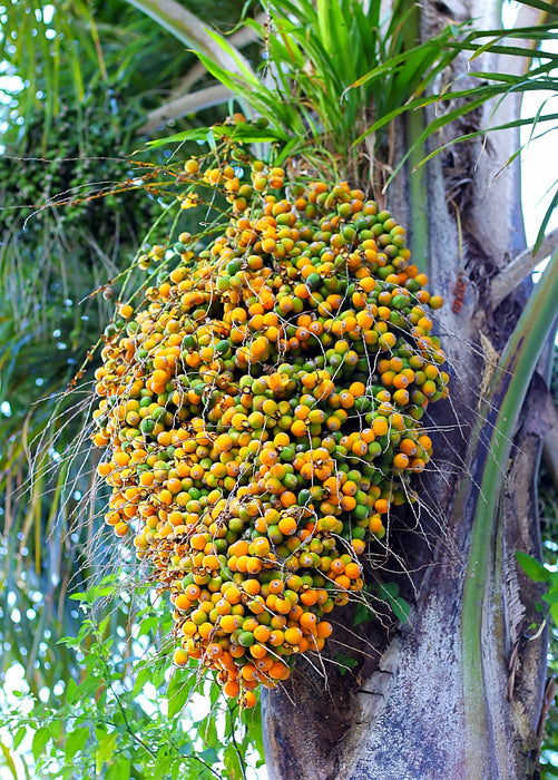 Jelly Palm (Butia capitata)