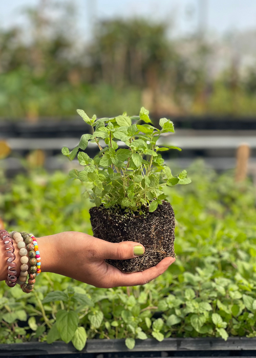 Spearmint (Mentha spicata)