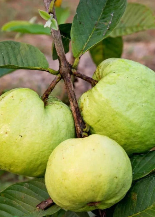 Guava 'Thai White' (Psidium guajava)