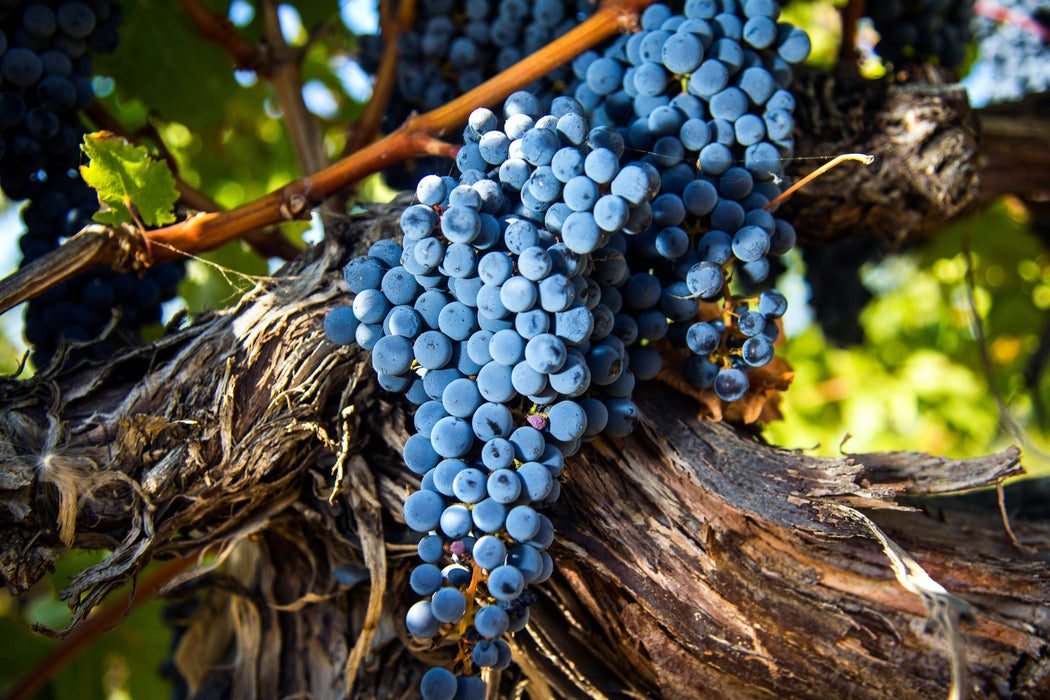 A Year in the Fields: The State of the Washington Farmer