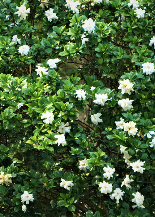 Everblooming Gardenia (Gardenia Veitchii)