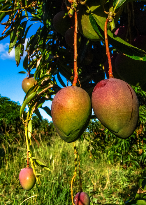 Mango 'Glenn' (Mangifera indica)
