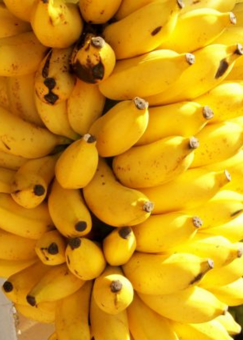 Banana 'Gold Finger (Musa acuminata × balbisiana 'FHIA-01')