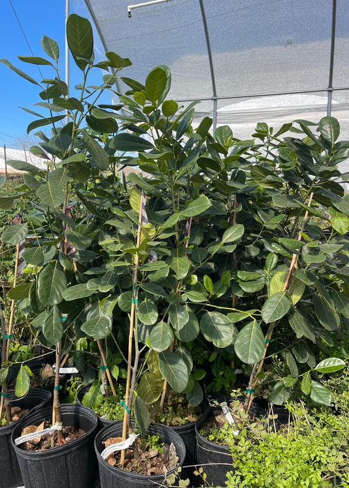 Jackfruit 'Golden Nugget' (Artocarpus heterophyllus)