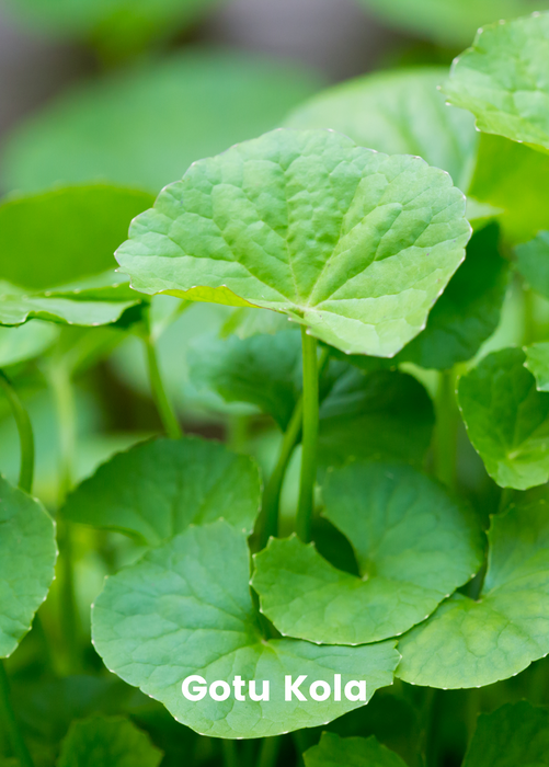 Adaptogen Herb Bundle: Gotu Kola, Skullcap, Ashwagandha, Tulsi
