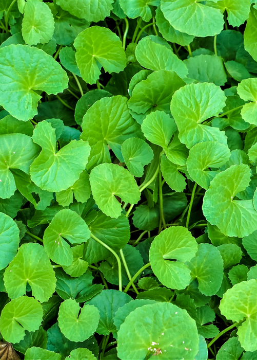 Gotu Kola (Centella asiatica)