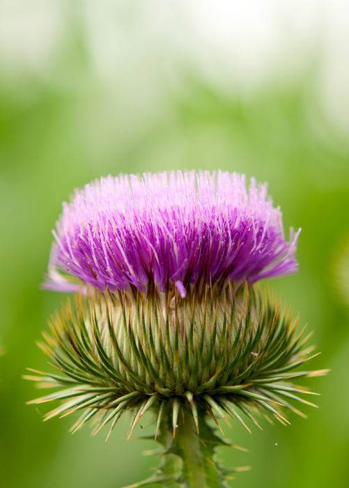 Greater Burdock (Arctium lappa)