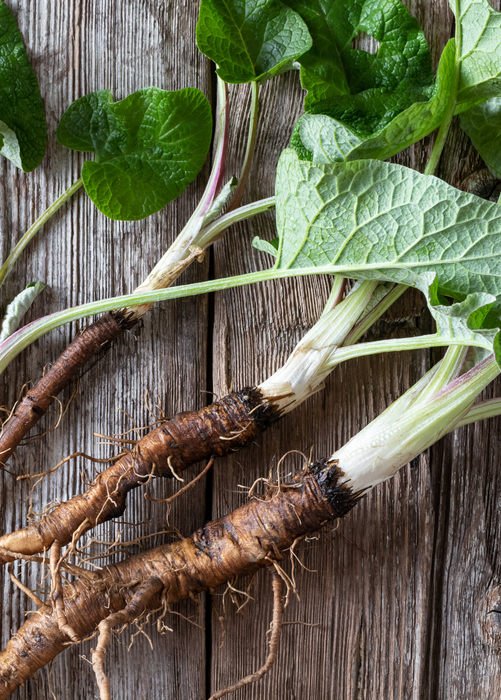 Greater Burdock (Arctium lappa)