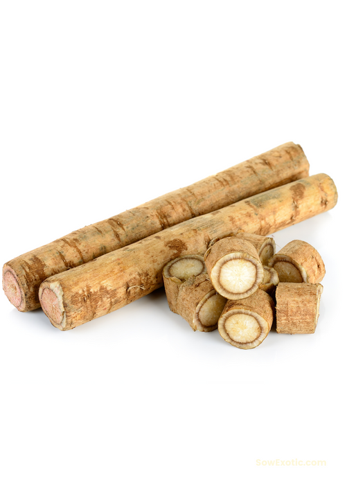 Greater Burdock (Arctium lappa)