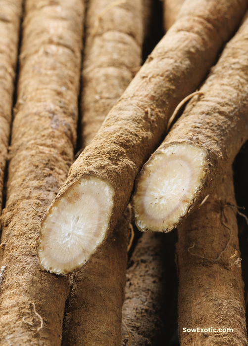 Greater Burdock (Arctium lappa)