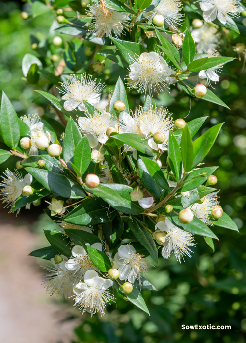 Greek Myrtle (Myrtus communis)