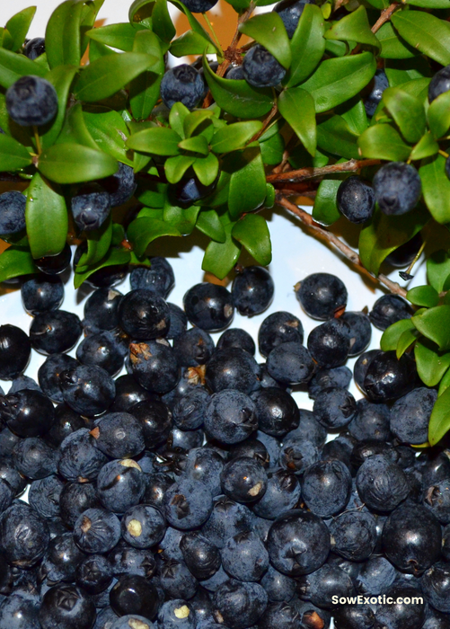 Greek Myrtle (Myrtus communis)