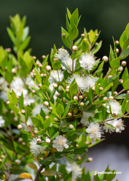 Greek Myrtle (Myrtus communis)