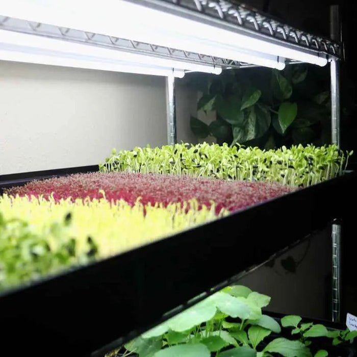 Grow Rack - Automated Vertical Propagation Rack