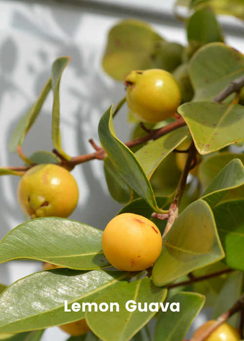 Guava Bundle: Strawberry Guava & Lemon Guava