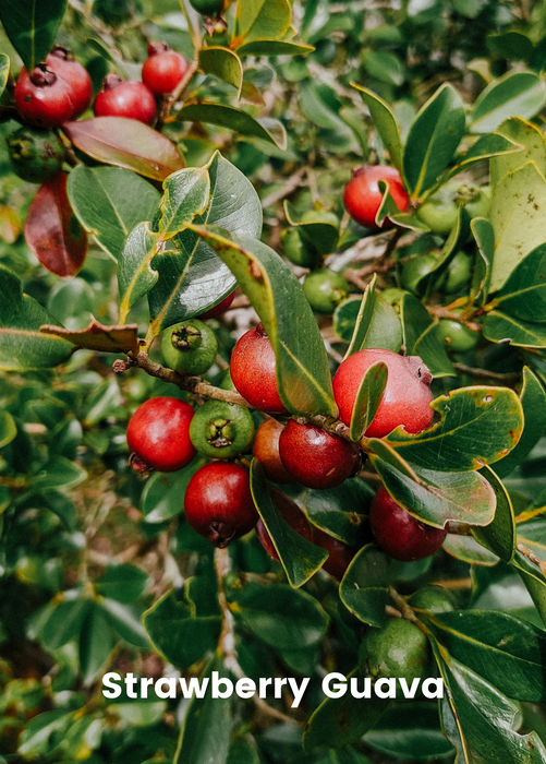 Guava Bundle: Strawberry Guava & Lemon Guava