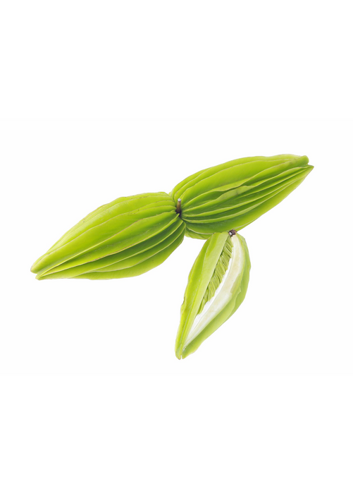 Bitter Leaf Tree (Gymnanthemum extensum)