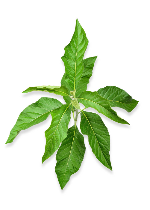 Bitter Leaf Tree (Gymnanthemum extensum)