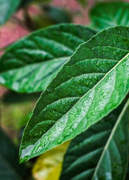 Bitter Leaf Tree (Gymnanthemum extensum)