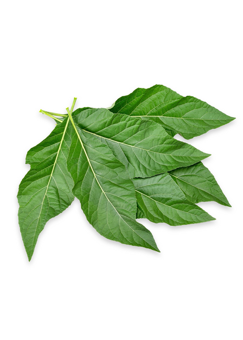 Bitter Leaf Tree (Gymnanthemum extensum)