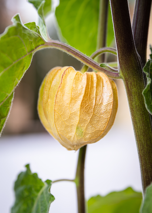 Aunt Molly's Ground Cherry (Physalis pruinosa)