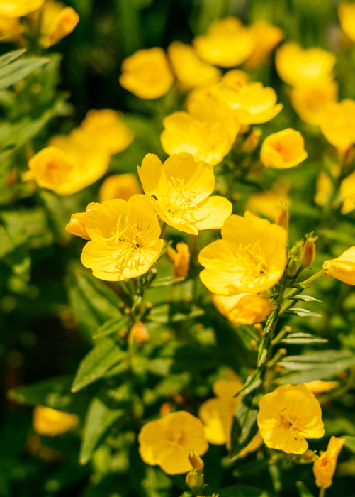 Ewling Primrose (Oenothera biennis)