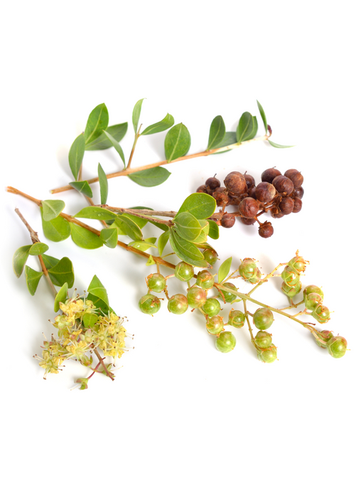 Henna (Lawsonia inermis)