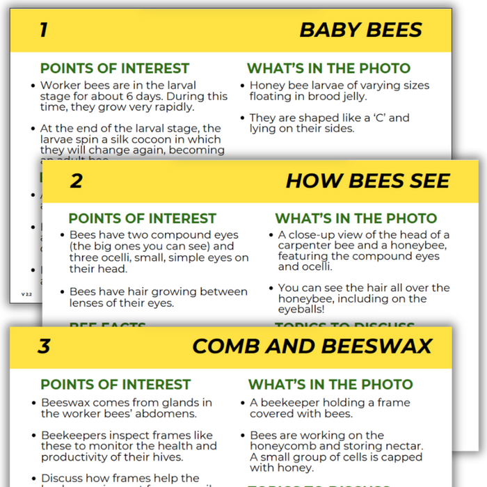Educational Beekeeping Cards