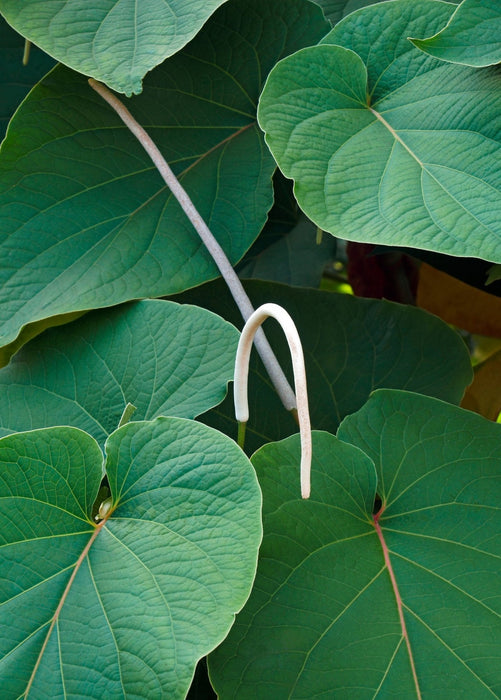 Hoja Santa (Piper auritum)