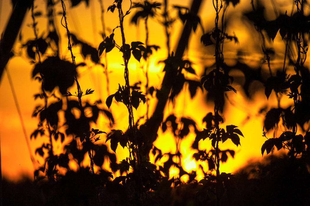 A Year in the Fields: The State of the Washington Farmer