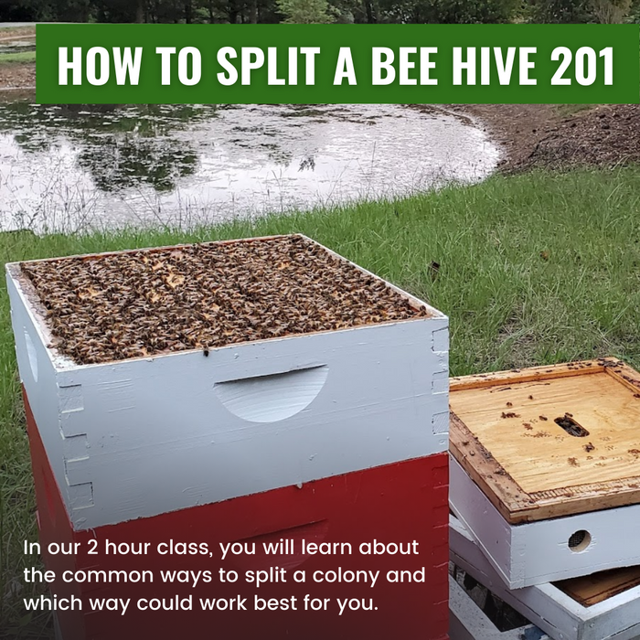 How To Split A Bee Hive 201