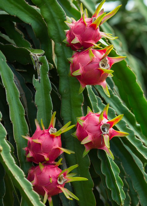 Dragon Fruit, Red 'Tricia' (Hylocereus polyrhizus)