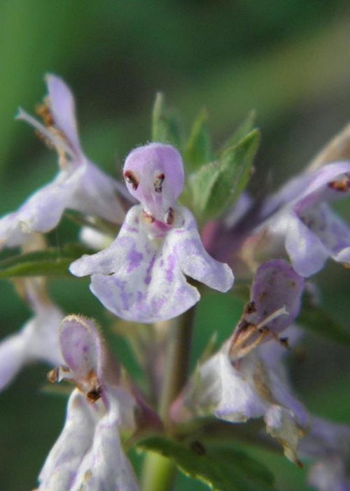 Florida Native Betony