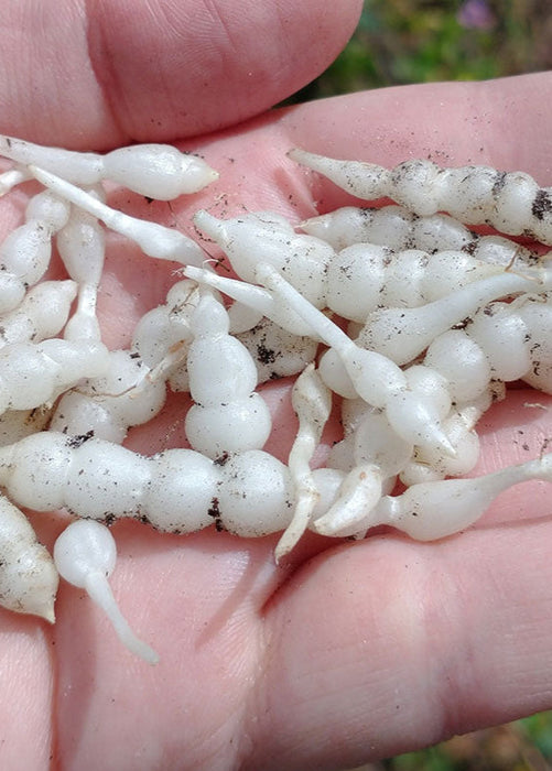 Florida Native Betony