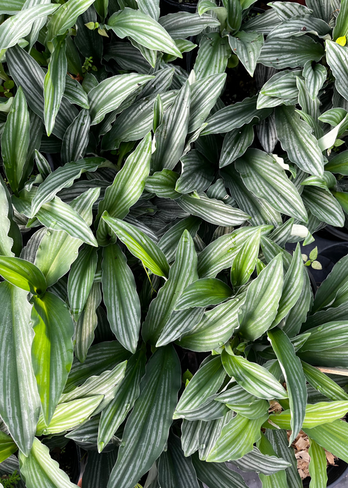Dwarf Peacock Ginger (Kaempferia angustifolia)