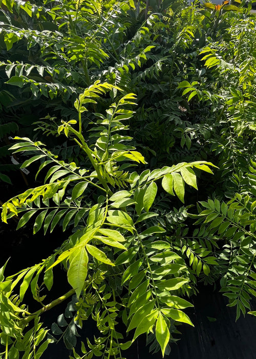 Jocote, Yellow (Spondias Mombin)