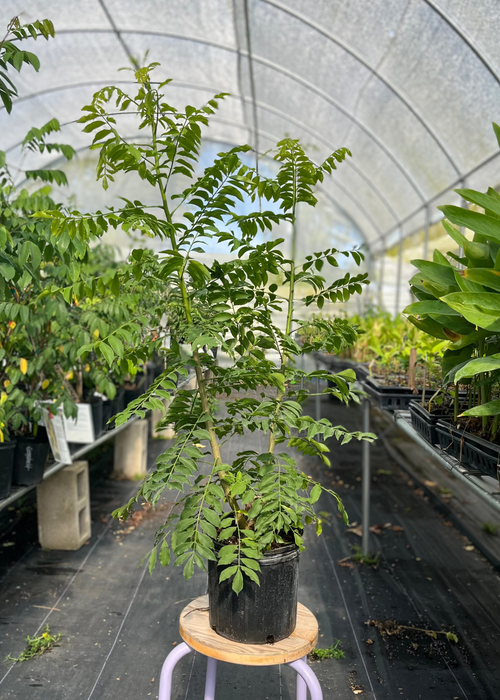 Jocote, Yellow (Spondias Mombin)