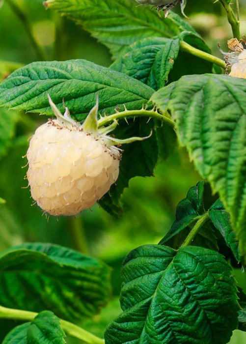 Blackberry 'Snowbank White' (Rubus)