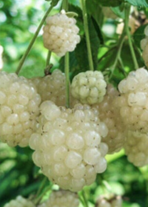 Blackberry 'Snowbank White' (Rubus)